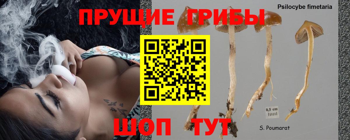Галлюциногенные грибы Psilocybe Волжский